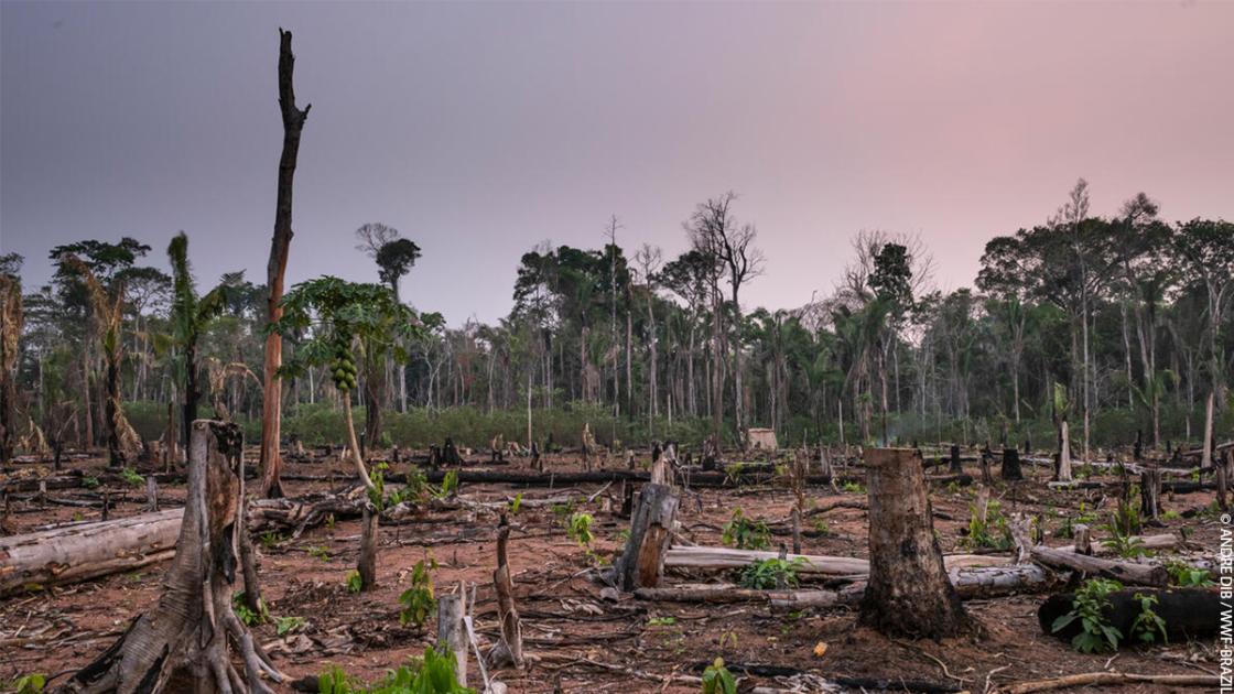 3 Ways You Can Help The Amazon Rainforest WWF   Amazon Deforestation 